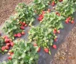 Приобретение агроволокна специально под клубнику