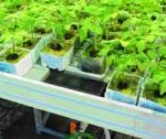 Товары для рассады&nbsp; от Greensad – помощь любому начинающему садоводу