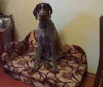 Заставим собаку перестать грызть вещи!