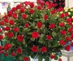 Цветы - лучший подарок себе и другим