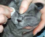 Как ухаживать за кошкой