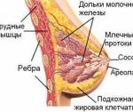 Строение и функции молочной железы