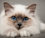 Приют для кошек
