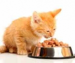 Как правильно выбрать кошачий корм