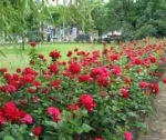 Техника посадки садовых роз