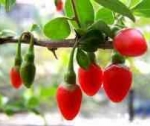 Три причины купить ягоды годжи: эффект похудения, оздоровления и отличного настроения